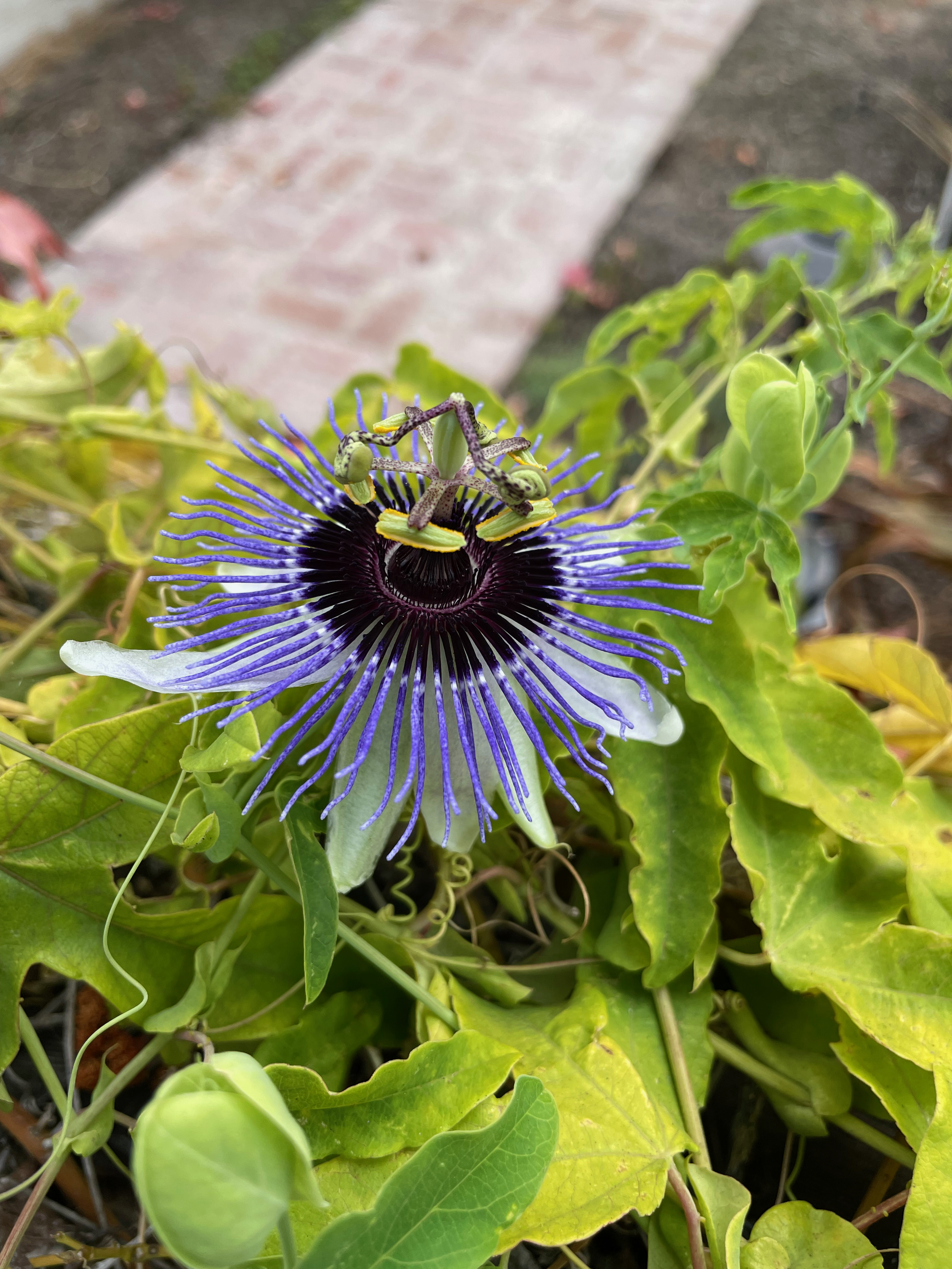 Just a random weird flower I saw while out on a walk