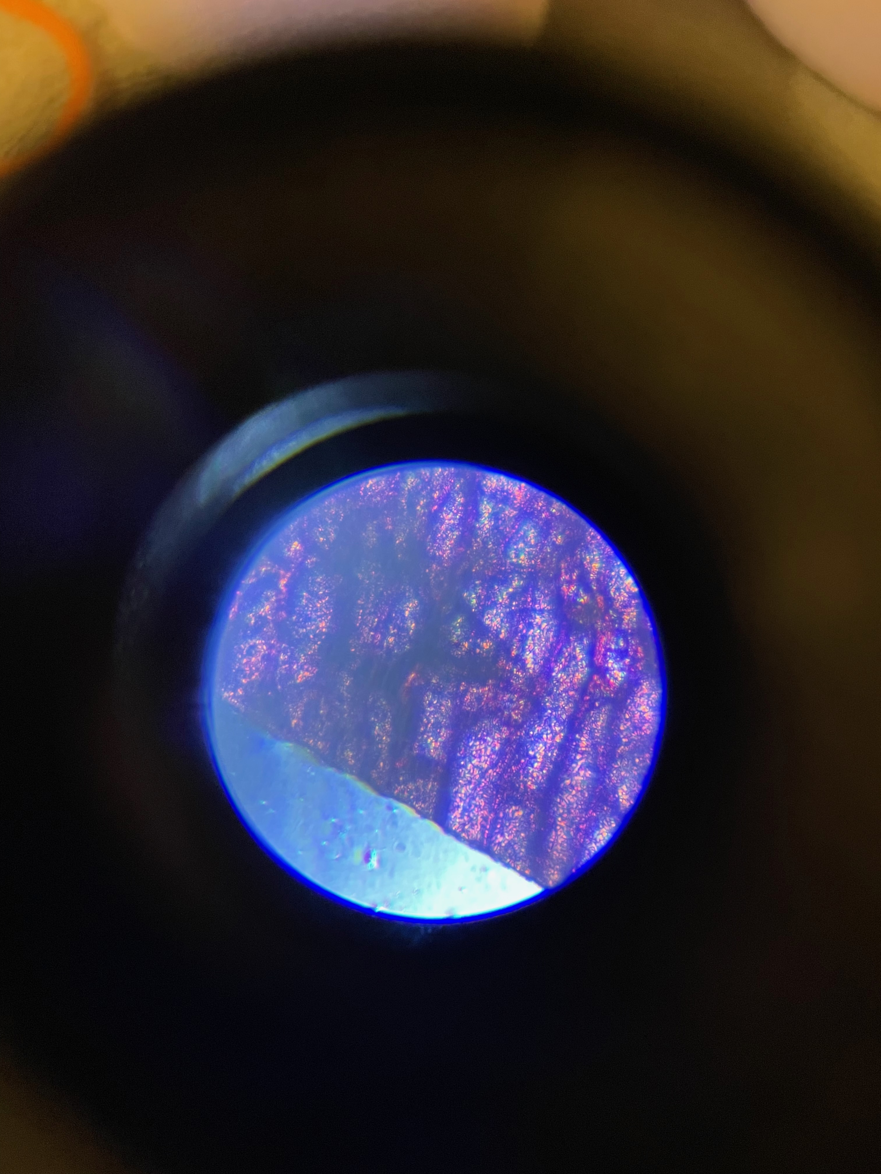Onion peel glimpsed through a (good) toy microscope